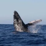 Kona: Dolphin & Whale Watching Tour - Who Will Love This Tour?