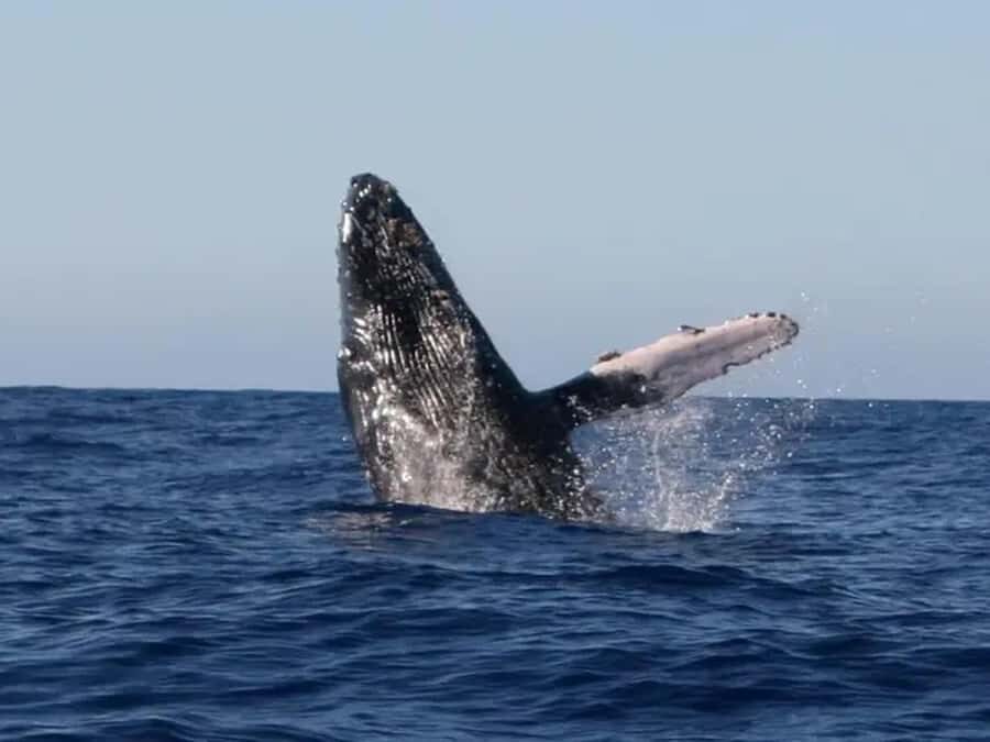 Kona: Dolphin & Whale Watching Tour - Who Will Love This Tour?