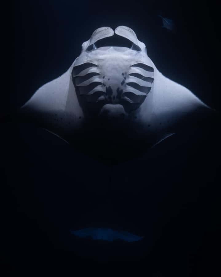 Kona: Manta Ray Night Snorkel - The Experience: What You’ll Actually See and Feel