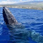 Kona: Small-Group Whale Watching Tour - Practical Considerations and Tips