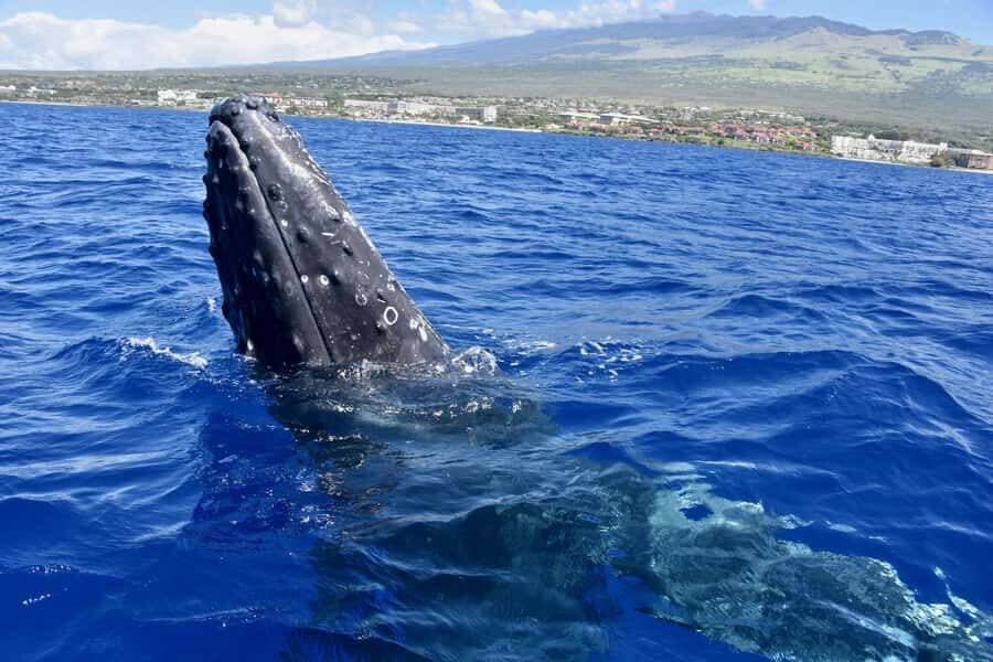 Kona: Small-Group Whale Watching Tour - Practical Considerations and Tips