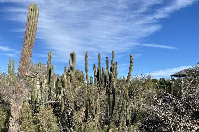 La Paz El Triunfo and La Ventana Day Trip with Lunch - What’s Included and What’s Not