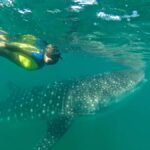 La Paz: Experience Swimming with a Whale Shark - Who Should Consider This Tour?