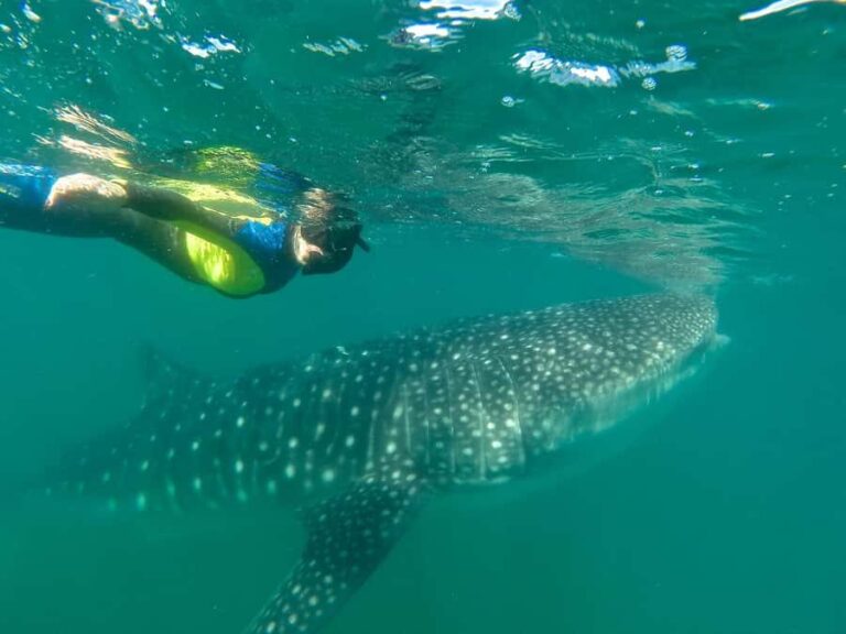 La Paz: Experience Swimming with a Whale Shark - Who Should Consider This Tour?