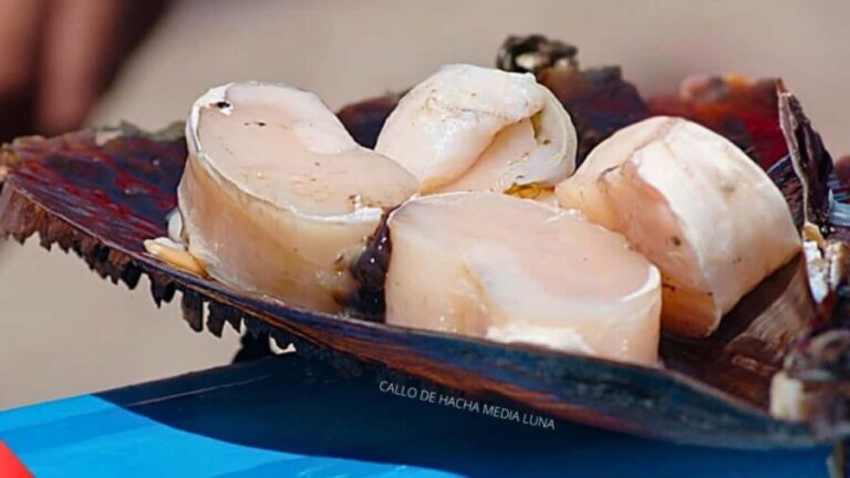 La Paz: Mangrove Adventure, Snorkeling and Shellfish Tasting - Navigating the Mangroves