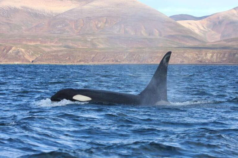 La Paz - Ocean Safari: find dolphins, orcas, and sea lions - Is This Tour Right for You?
