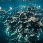 La Paz or La Ventana: Ocean Safari - What Are the Key Points?