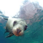 La Paz: Sea Lion Snorkeling at Espirtu Santo Island - The Practical Side: What’s Included and What’s Not