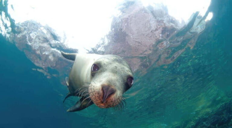 La Paz: Sea Lion Snorkeling at Espirtu Santo Island - The Practical Side: What’s Included and What’s Not