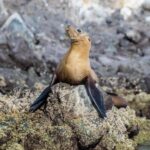 La Paz: Whale Shark and Sea Lions Snorkeling Tour - Who Will Enjoy This Tour?