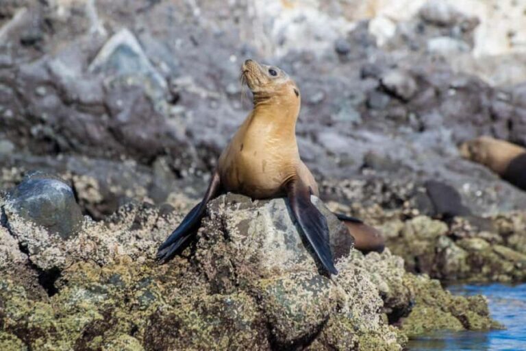 La Paz: Whale Shark and Sea Lions Snorkeling Tour - Who Will Enjoy This Tour?