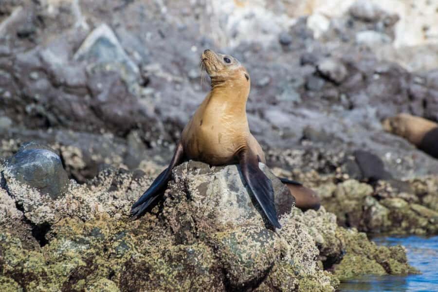 La Paz: Whale Shark and Sea Lions Snorkeling Tour - Who Will Enjoy This Tour?
