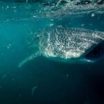 La Paz: Whale Shark Snorkeling Tour - A Closer Look at the Experience