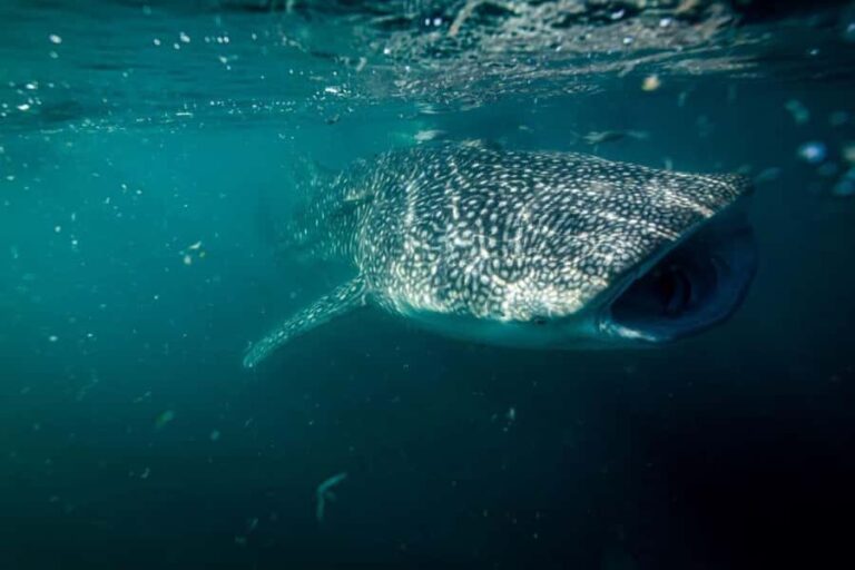 La Paz: Whale Shark Snorkeling Tour - A Closer Look at the Experience