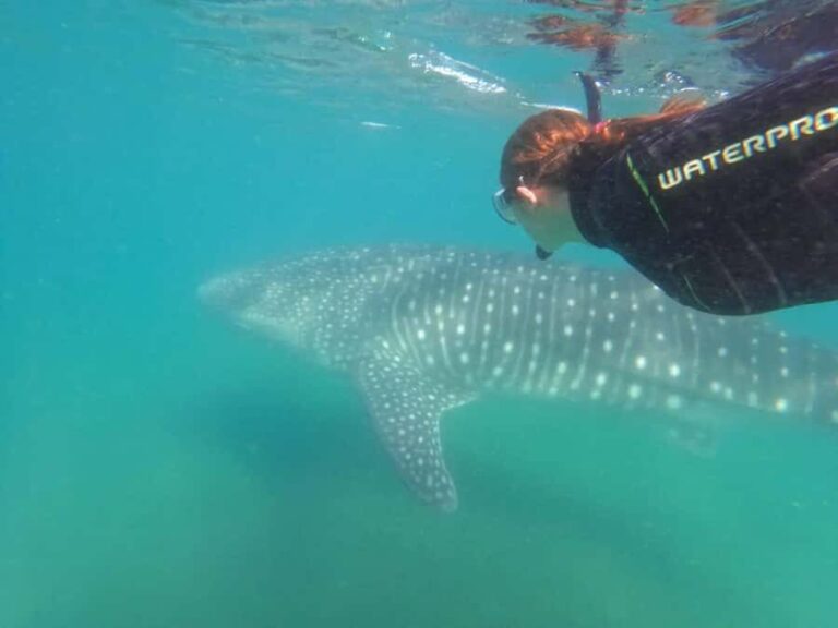 La Paz: Whale Shark Swimming Adventure with Marine Biologist - The Value of the Experience
