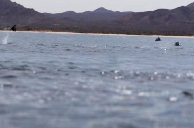 La Paz Wildlife Ocean Safari & Beach Club Leisure in La Ventana - Who Should Consider This Tour?