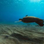 Lahaina: Kapalua Bay Eco Sea Scooter Tour with Guide - The Experience with Yamaha Sea Scooters