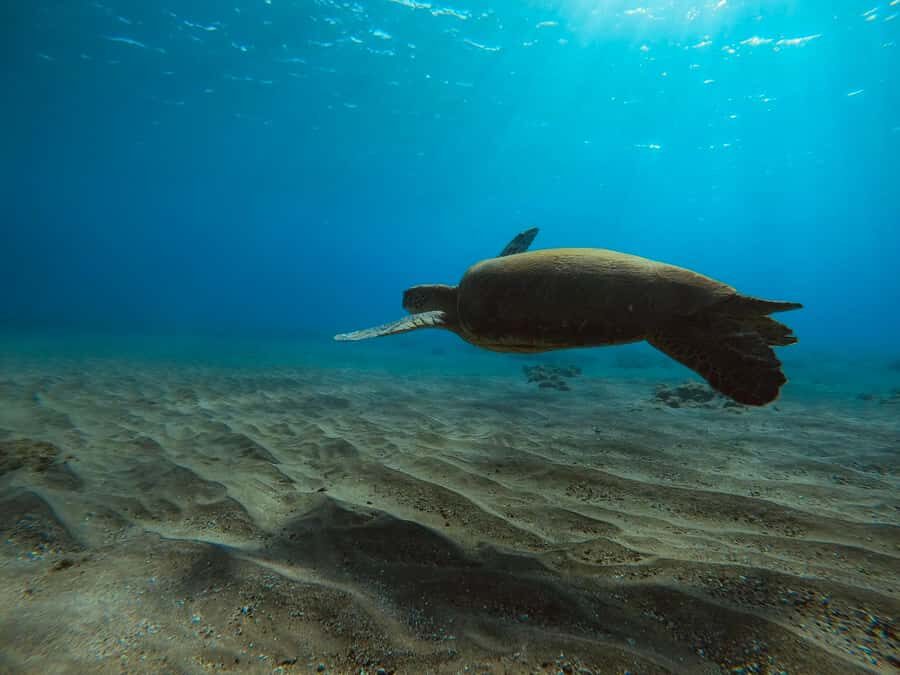 Lahaina: Kapalua Bay Eco Sea Scooter Tour with Guide - The Experience with Yamaha Sea Scooters