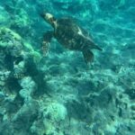 Lahaina: Olowalu Coral Reef Snorkeling Tour - The Experience and Guides