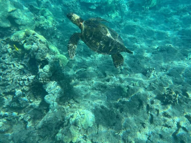 Lahaina: Olowalu Coral Reef Snorkeling Tour - The Experience and Guides