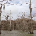 Lake Charlotte Flooded Cypress Forest | Eco Wonderland Tour - An In-Depth Look at the Eco Wonderland Tour