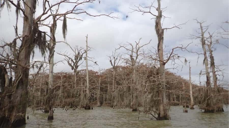 Lake Charlotte Flooded Cypress Forest | Eco Wonderland Tour - An In-Depth Look at the Eco Wonderland Tour