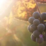 Lake Country Casual Experience - Authentic Feedback and Insights