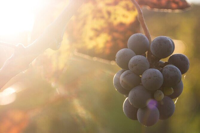 Lake Country Casual Experience - Authentic Feedback and Insights