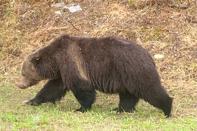 Lake Louise, Moraine Lake and the Icefields Parkway Full-Day Tour - Practical Tips for Travelers