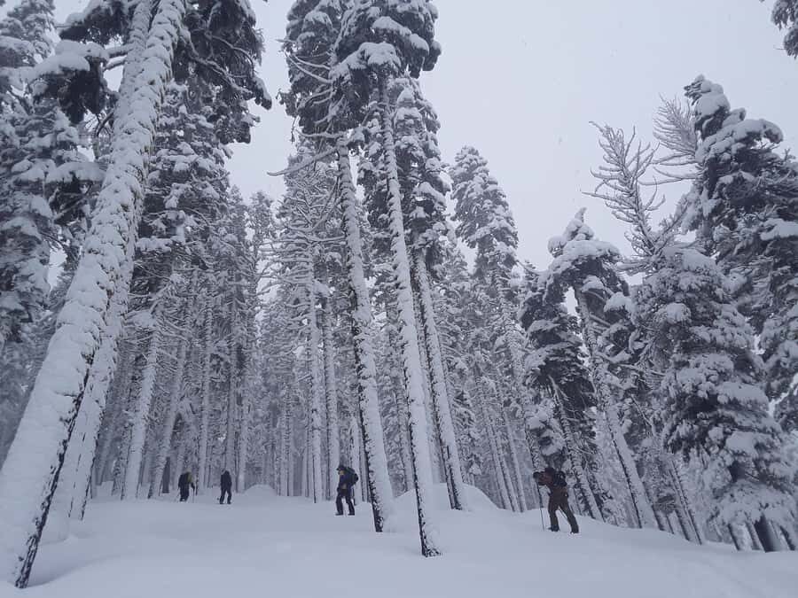 Lake Tahoe: Scenic Snowshoe Tour in a Winter Wonderland - The Meeting Point and Logistics
