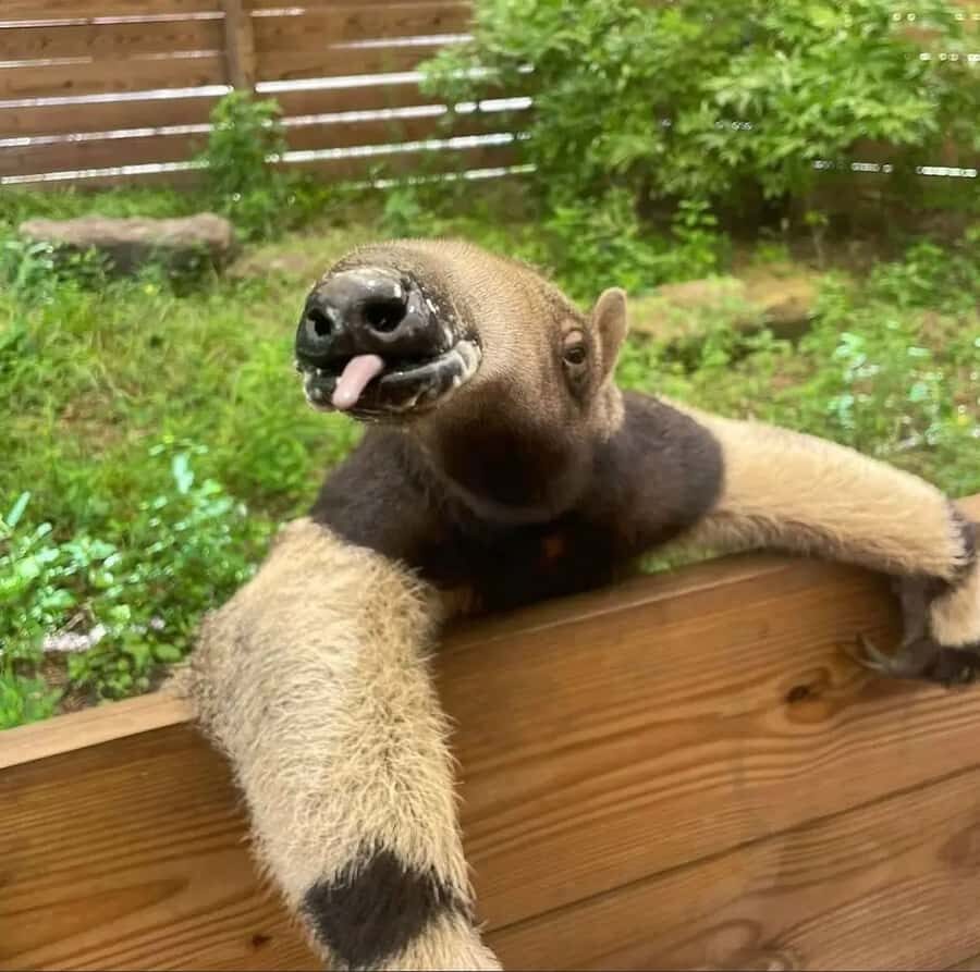 Lamont: Anteater Encounter at North Florida Wildlife Center - Who Should Consider This Tour?