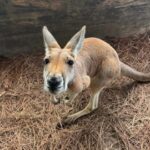 Lamont: Kangaroo Encounter at North Florida Wildlife Center - Detailed Breakdown of the Itinerary