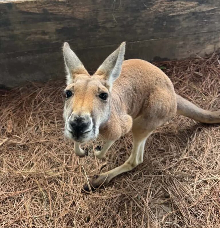Lamont: Kangaroo Encounter at North Florida Wildlife Center - Detailed Breakdown of the Itinerary