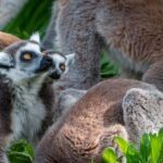 Lamont: North Florida Wildlife Center Guided Tour - Who Will Love This Tour?