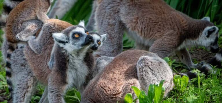 Lamont: North Florida Wildlife Center Guided Tour - Who Will Love This Tour?