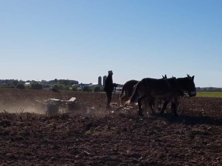 Lancaster: Amish Farmlands Guided Tour - Price and Value