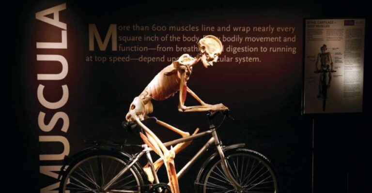 Las Vegas: BODIES | The Exhibition at the Luxor - The Experience and Atmosphere