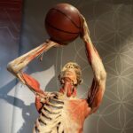 Las Vegas: REAL BODIES at Horseshoe Las Vegas Entry Ticket - What to Expect During Your Visit