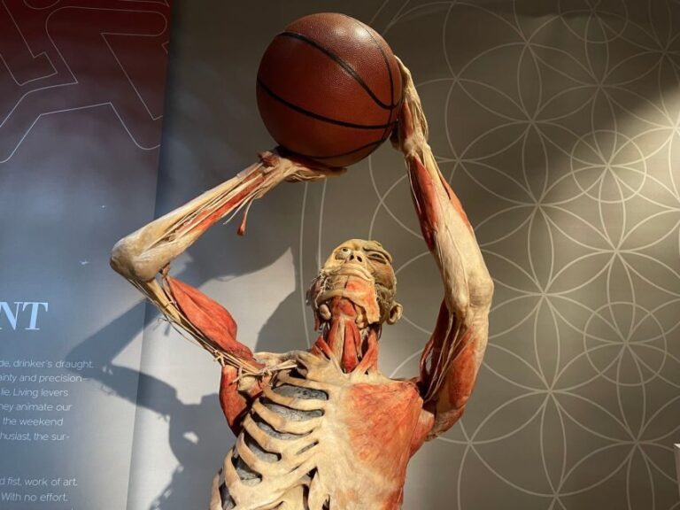 Las Vegas: REAL BODIES at Horseshoe Las Vegas Entry Ticket - What to Expect During Your Visit