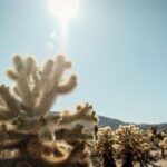 Las Vegas To Los Angeles One Way Tour Joshua Tree National Park - What’s Included and What’s Not