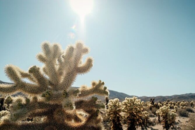 Las Vegas To Los Angeles One Way Tour Joshua Tree National Park - What’s Included and What’s Not