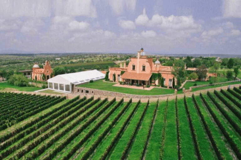 Leon: Viñedo Tierra de Luz Tour with Wine Tasting - What Makes This Tour Valuable?