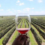 León: Wine Tasting & Vineyard Tour at Viñedo Jalpense - The Tasting and Food Pairing