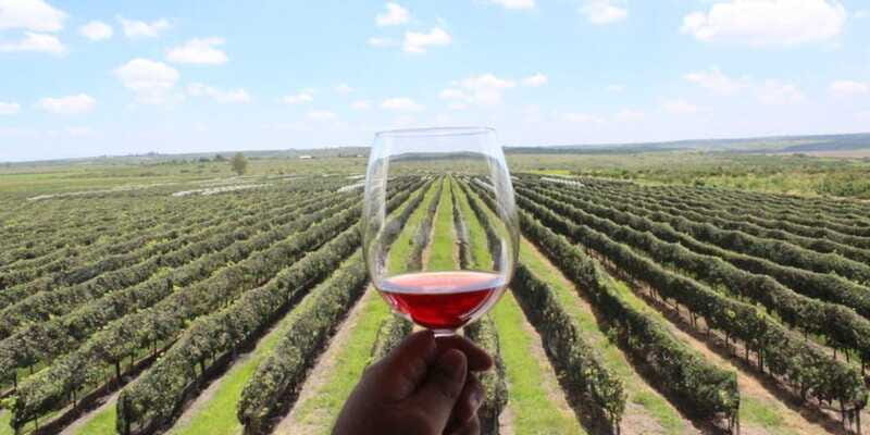 León: Wine Tasting & Vineyard Tour at Viñedo Jalpense - The Tasting and Food Pairing
