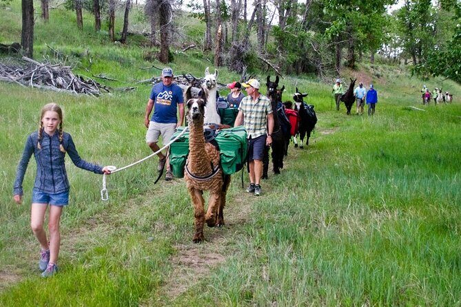 Llama Hike and Farm Tour - Why This Tour Offers Good Value