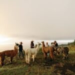 Llama Sunset Hike - FAQ