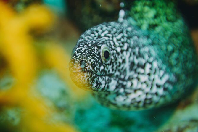 Local Dive in Playa del Carmen - The Environmental and Conservation Element