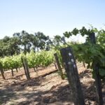 Lodi wine tasting tours Customized private 1 to 14 passenger - Final Thoughts: Who Should Consider This Tour?