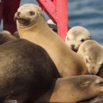 Long Beach: Sightseeing Harbor Cruise - Views and Wildlife: What You’ll See