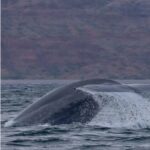 Loreto: Whale Watching Cruise with Transfers and Lunch - What the Tour Includes and What You Should Consider